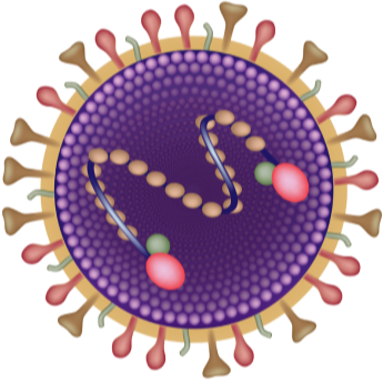 virus